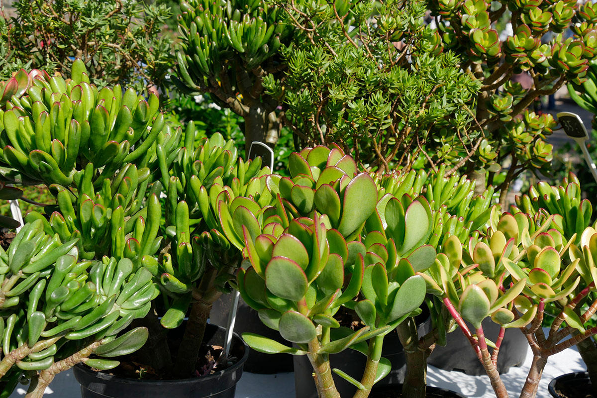 vente Arbre à jade au maroc