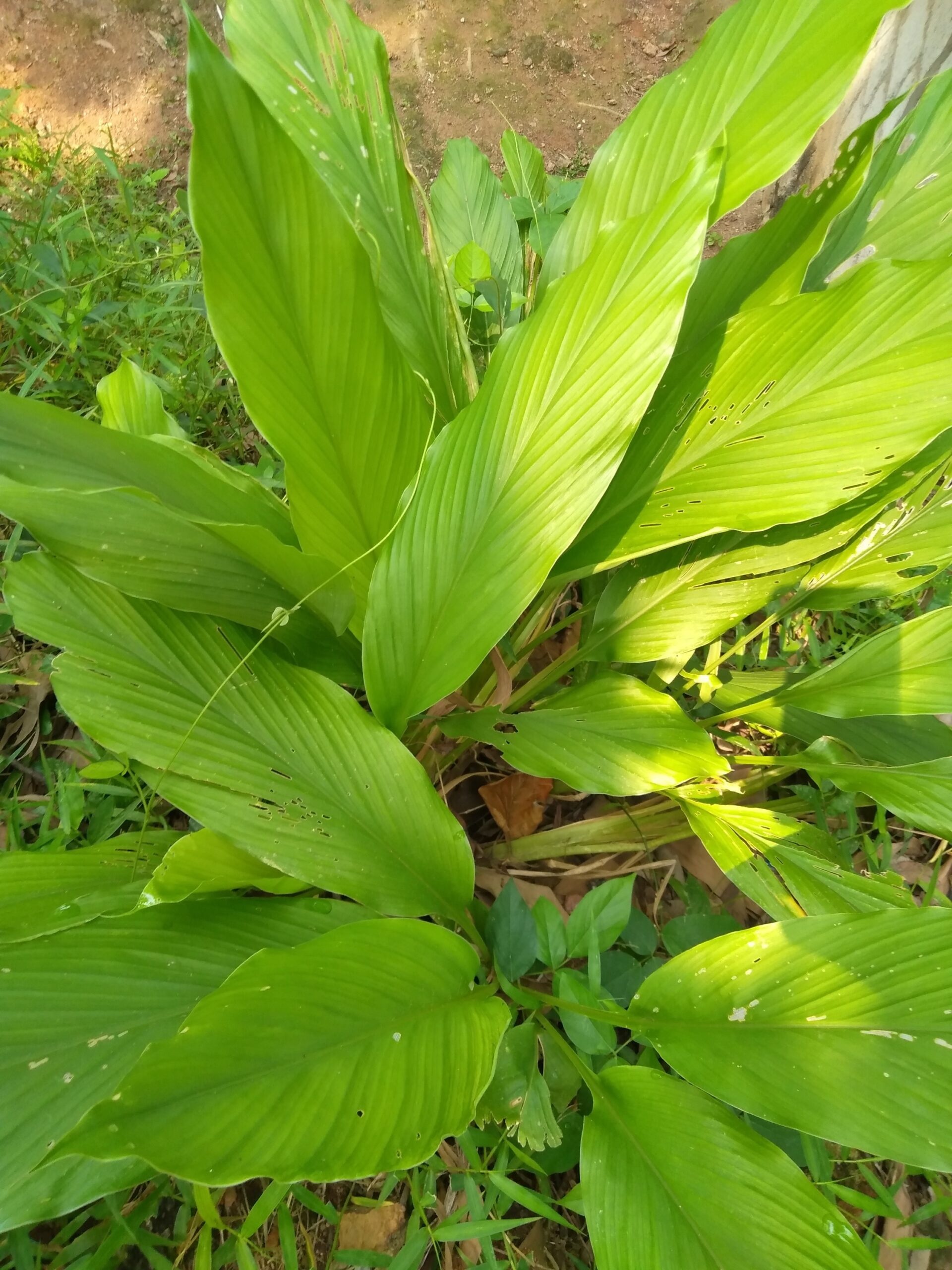 acha Curcuma maroc