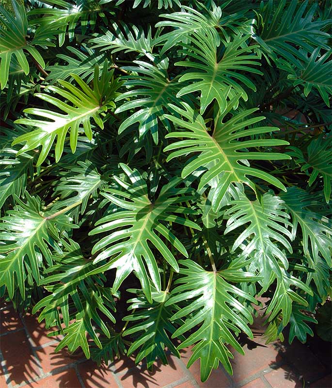 vente Philodendron xanadu maroc