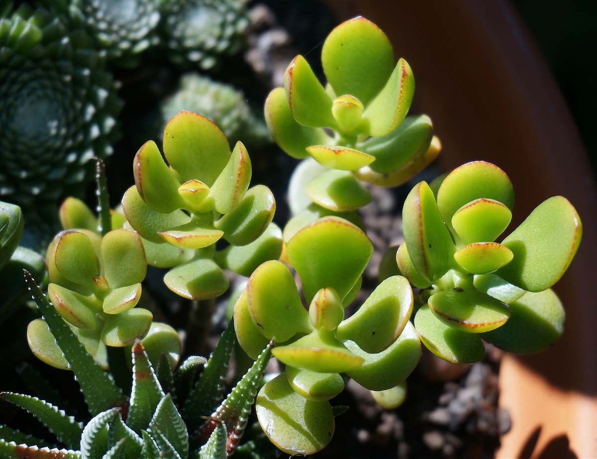 achat Arbre à jade ( Crassula ovata ) maroc