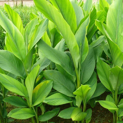 vente Curcuma au maroc