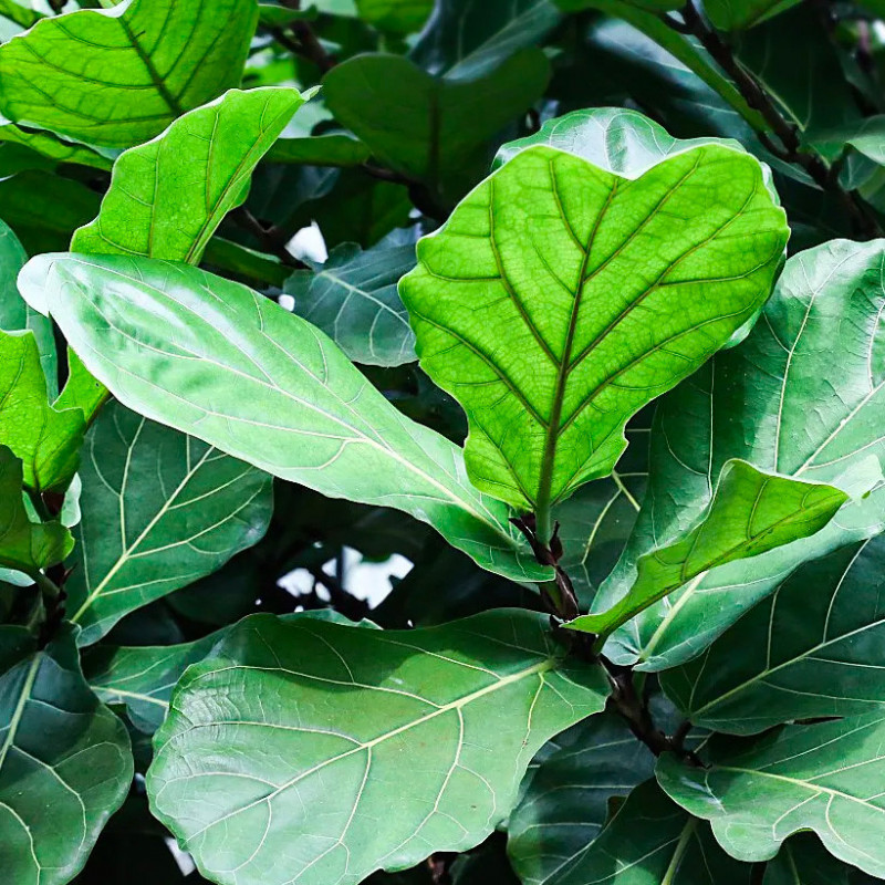 vente Ficus lyre maroc