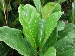 achat Ficus lyre ( Ficus lyrata ) maroc