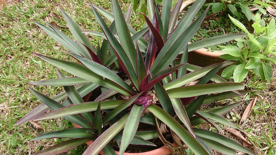 achat Rhoéo Maroc