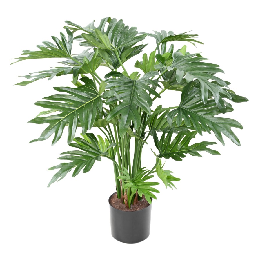vente Philodendron selloum maroc