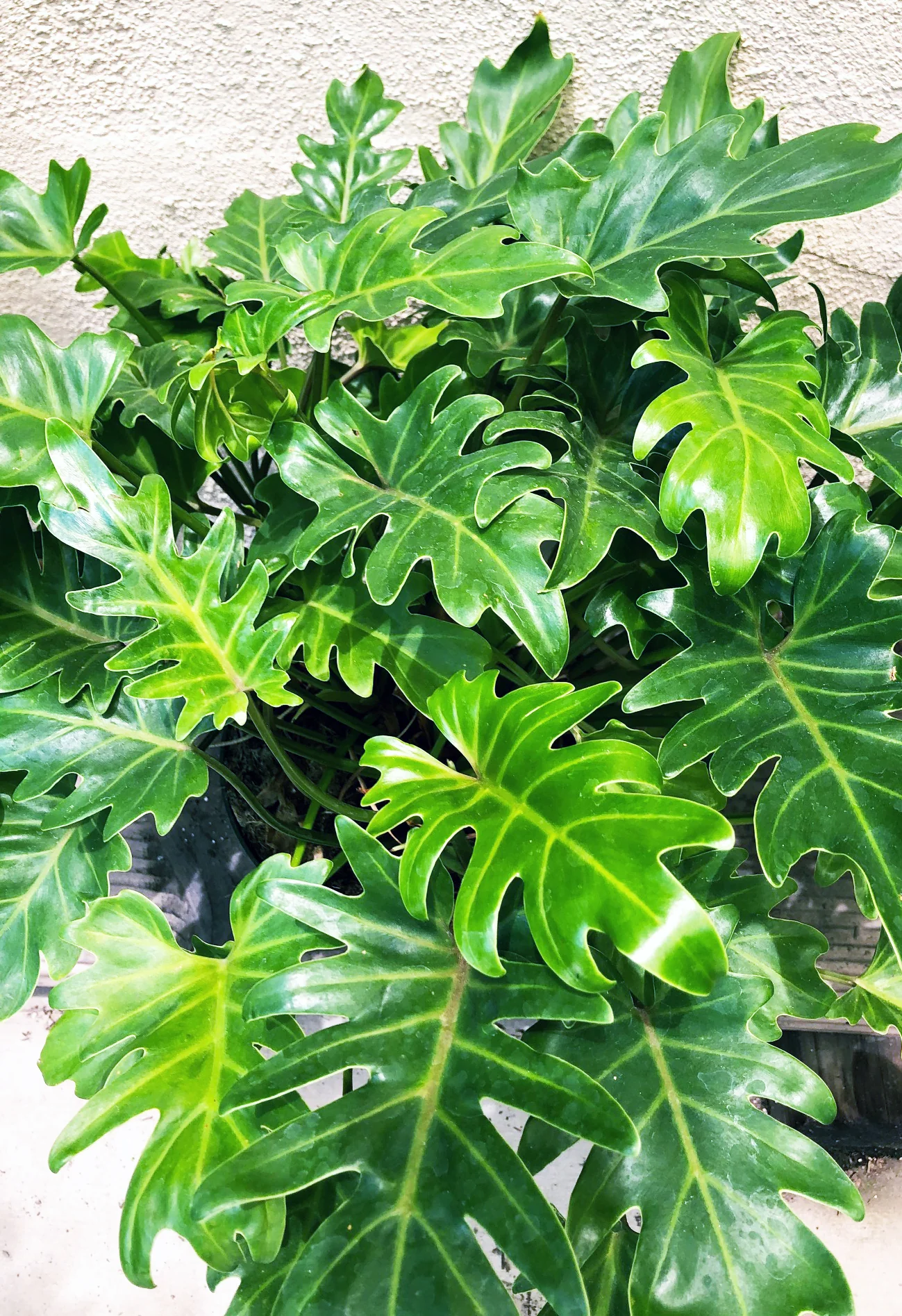 achat Philodendron xanadu au maroc