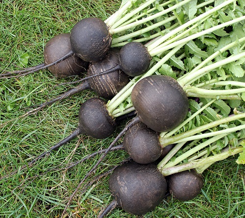 vente Radis noir maroc