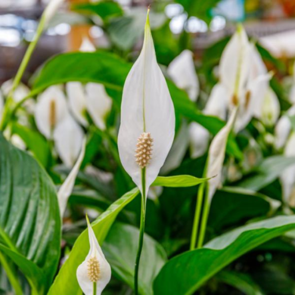 vente Fleur de lune au maroc