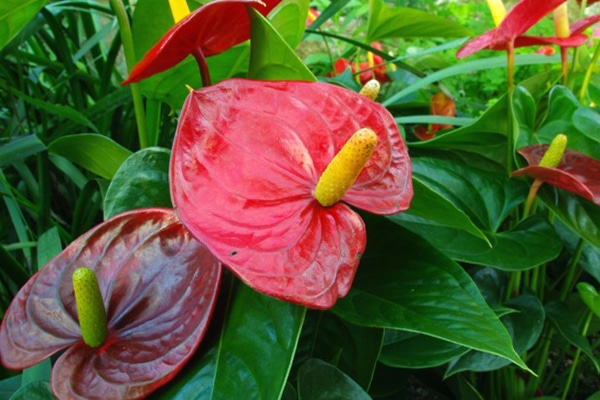 Achat Anthurium andreanum Maroc