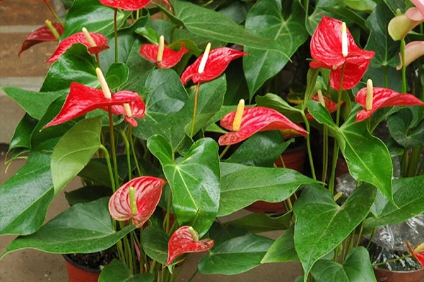 Achat Anthurium andreanum au Maroc
