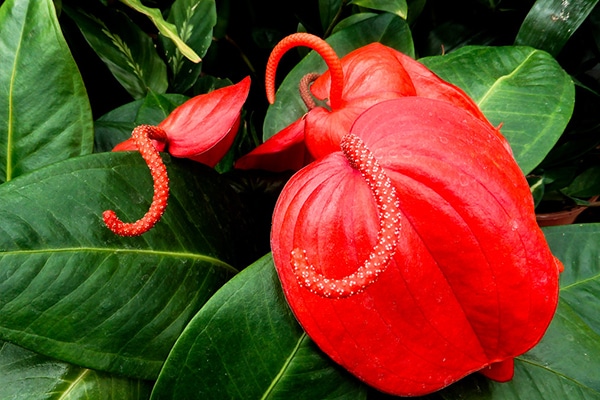 Achat Anthurium scherzerianum Maroc