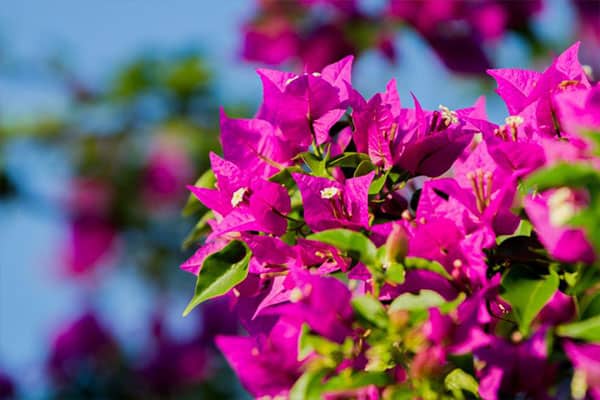 Achat Bougainvillea jennah au Maroc