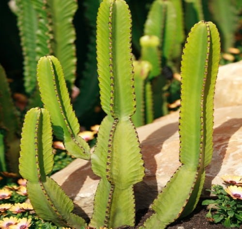 Achat Euphorbia Acrurensis maroc