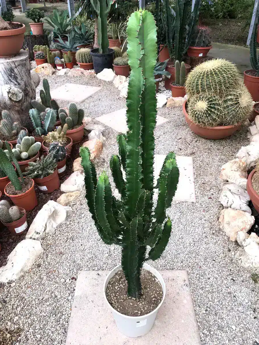 Achat Euphorbia eritthrea au Maroc