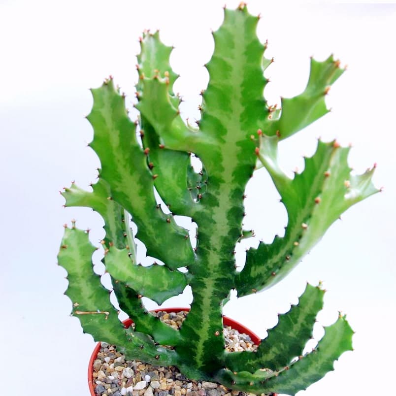 Achat Euphorbia lactea au maroc