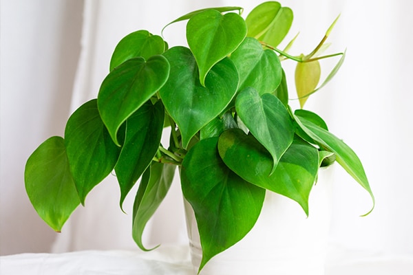 Achat Philodendron à feuille de cœur