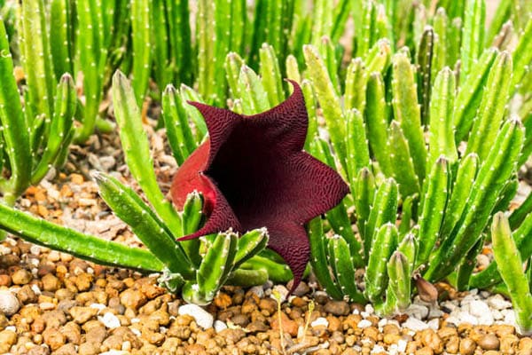 Achat Stapélie fleur carré au Maroc