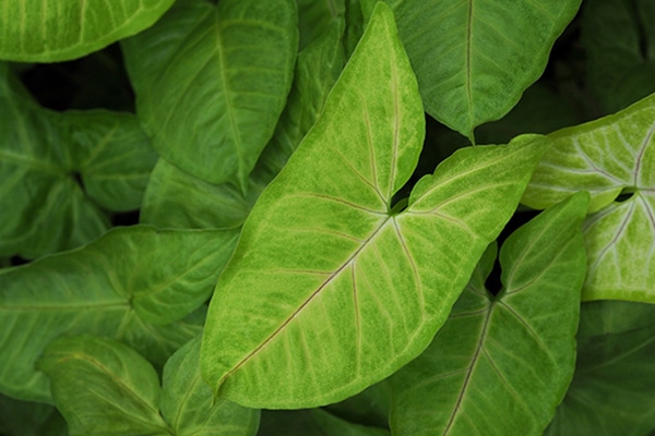Achat Syngonium podophyllum Maroc