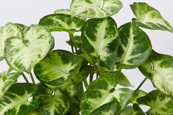Achat Syngonium podophyllum au Maroc