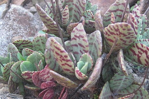 Achat kalanchoé marbrures au Maroc