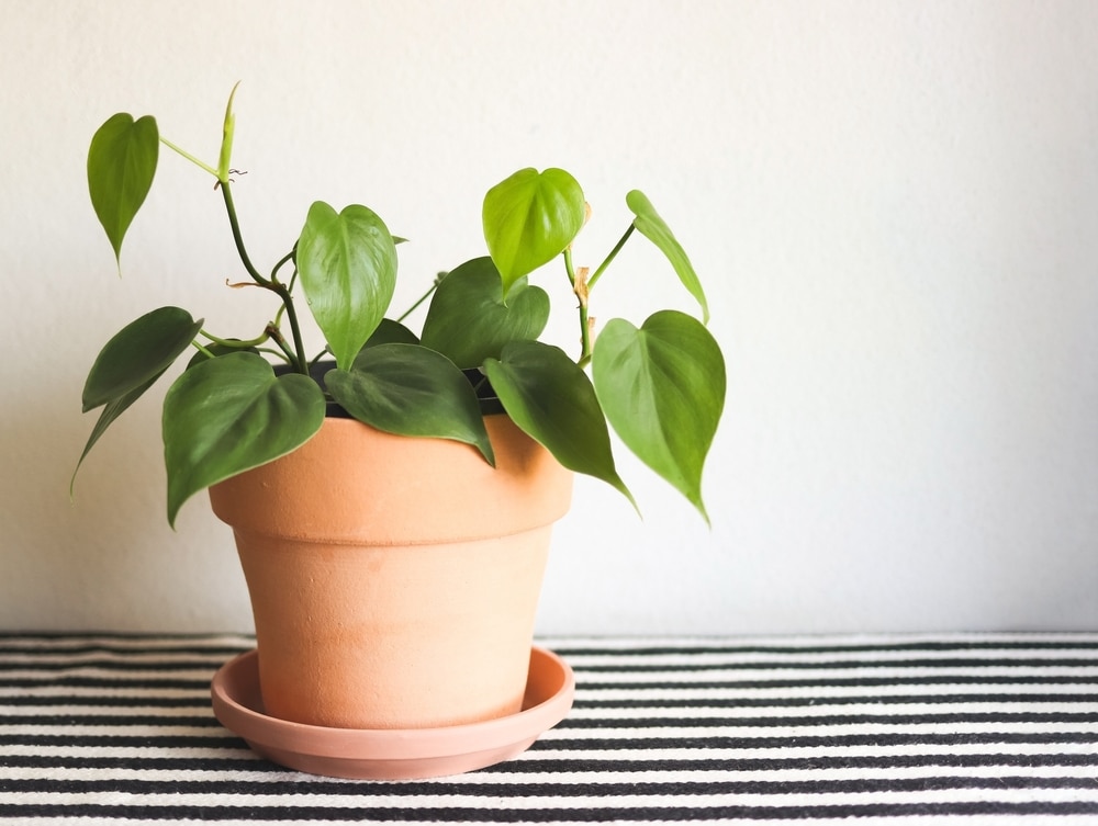 Philodendron à feuille de cœur au Maroc