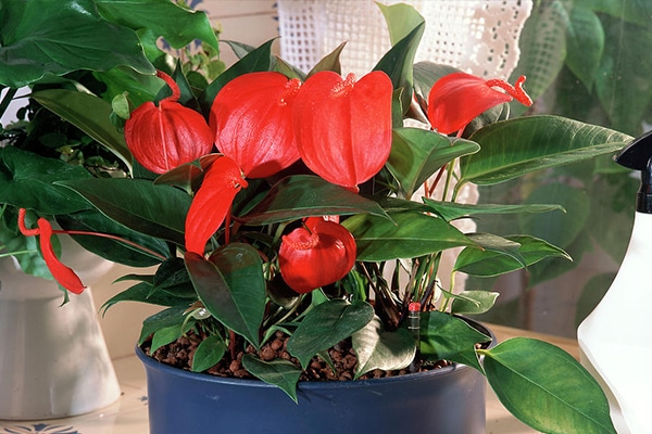 Vente Anthurium scherzerianum Maroc