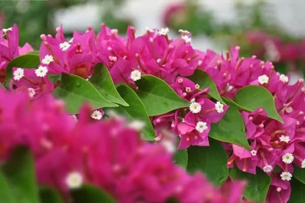 Vente Bougainvillea jennah au Maroc