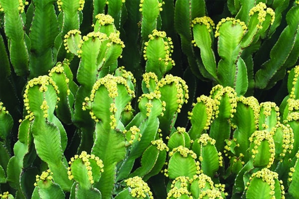 Vente Euphorbia Ingens au Maroc