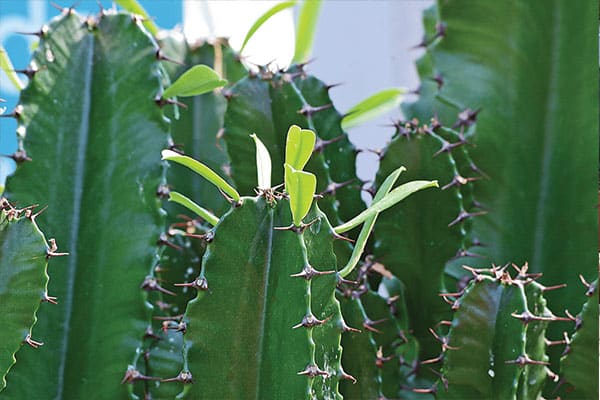 Vente Euphorbia eritthrea au Maroc