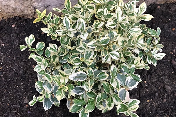 Vente Fusain du japon panaché blanc au Maroc