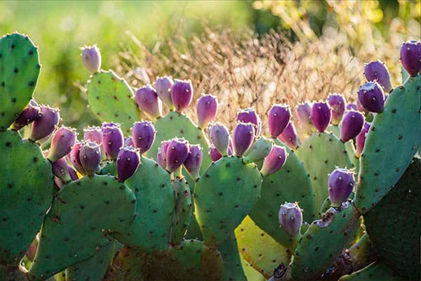 Vente Opuntia ficus indica au Maroc