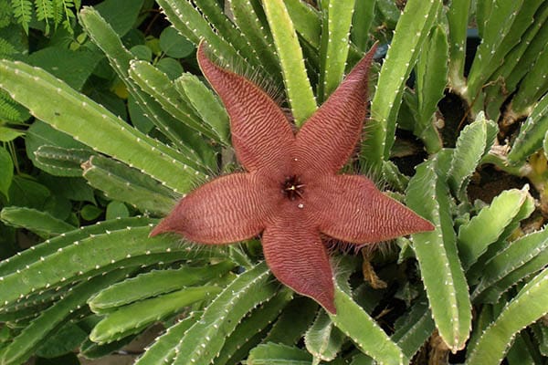 Vente Stapélie fleur carré au Maroc