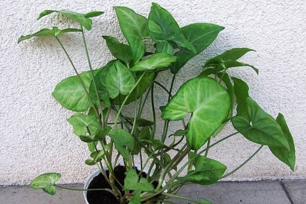 Vente Syngonium podophyllum Maroc