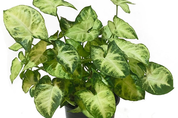 Vente Syngonium podophyllum au Maroc