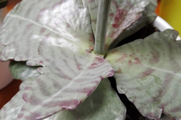 Vente kalanchoé marbrures au Maroc