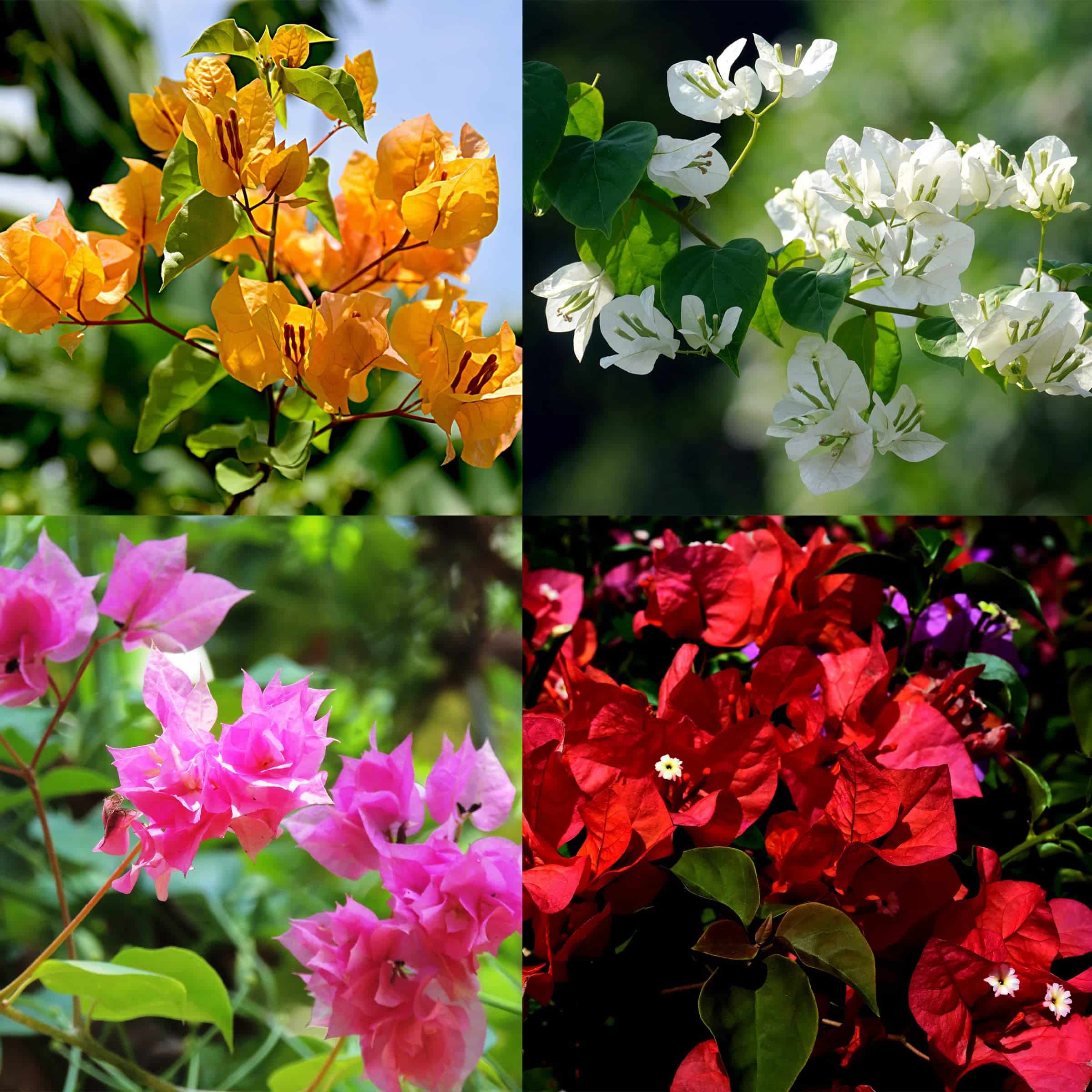 achat Bougainvillea color varieties Maroc