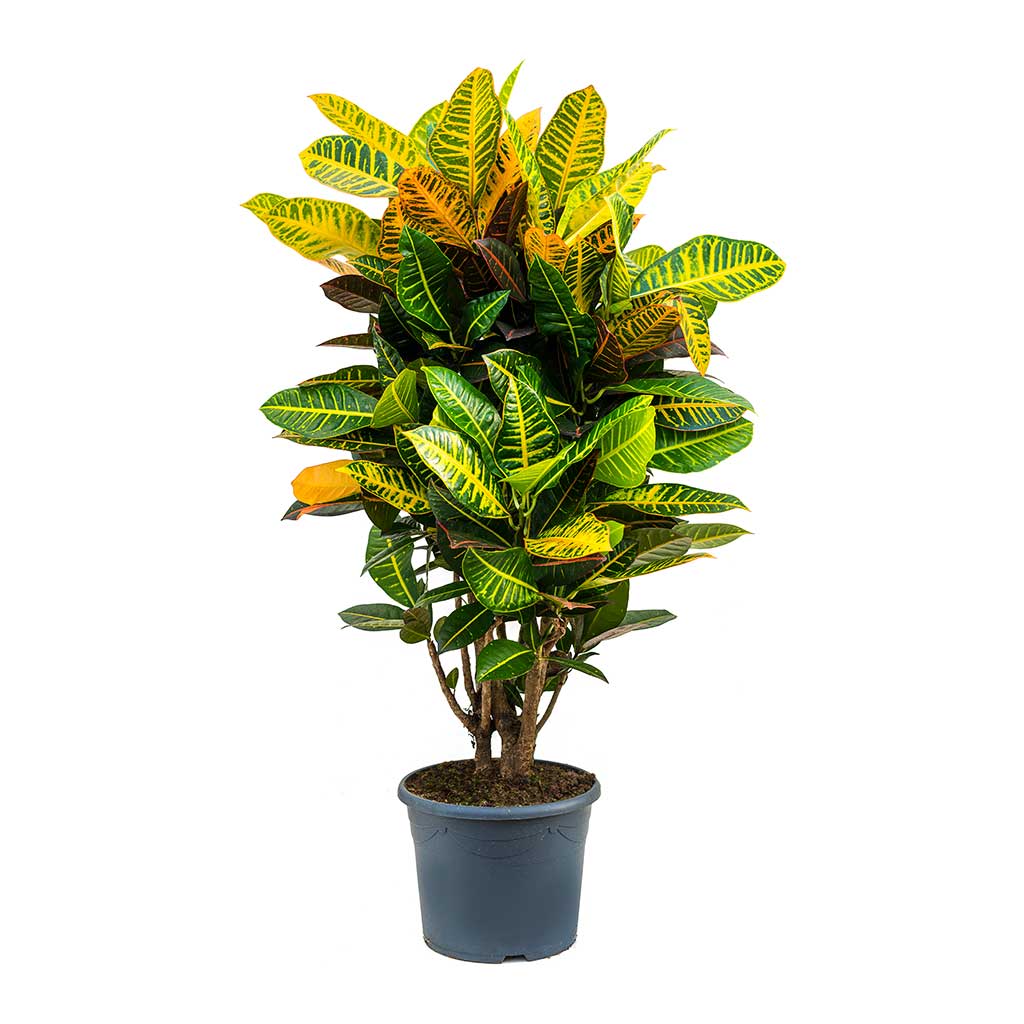 achat Codiaeum petra Maroc