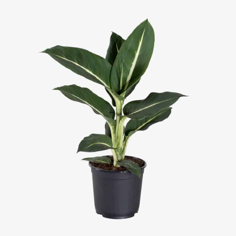 achat Dieffenbachia green magic maroc