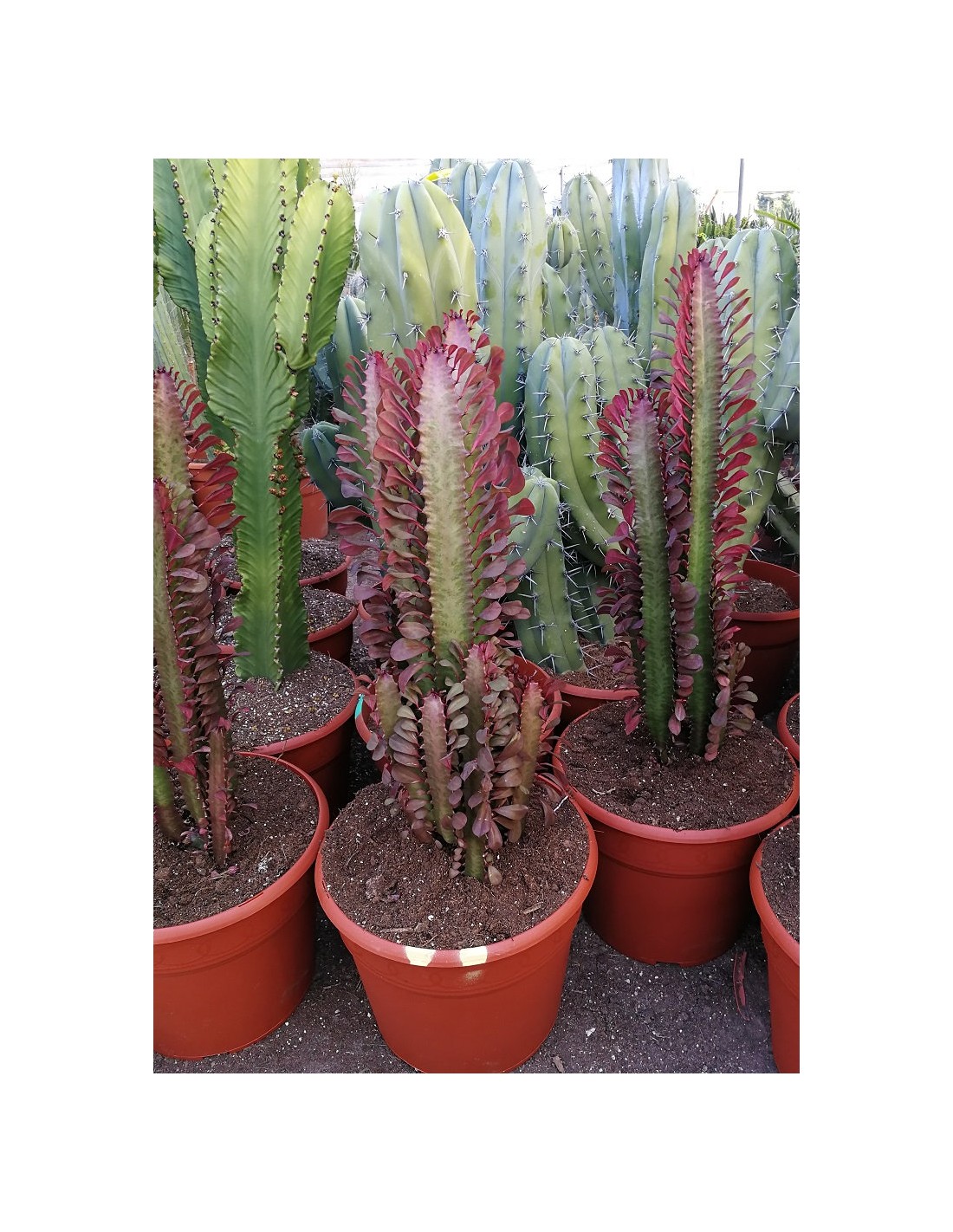 achat Euphorbe Rouge Maroc