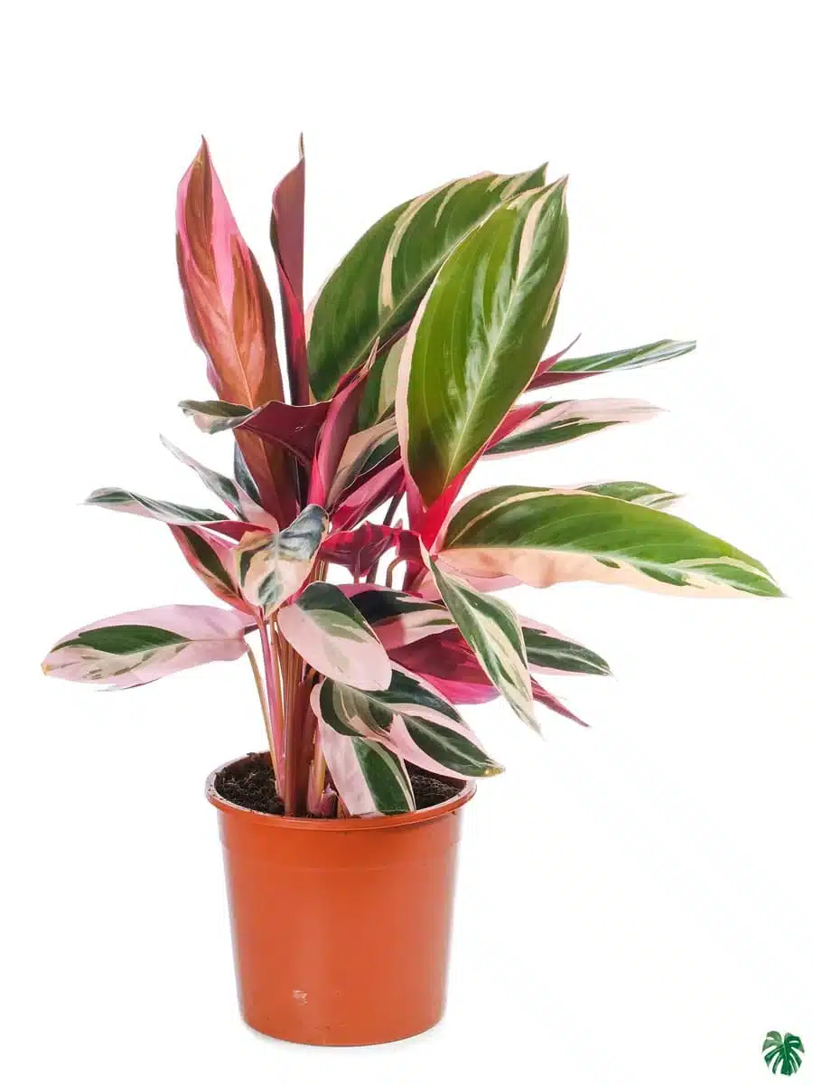 achat Stromanthe sanguinea triostar Maroc