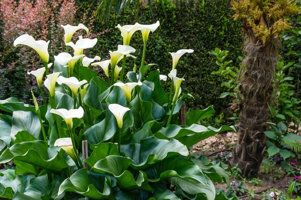 achat Zantedeschia aethiopica maroc