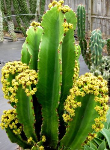 ahat Euphorbia Ingens au Maroc