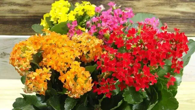 kalanchoé commun