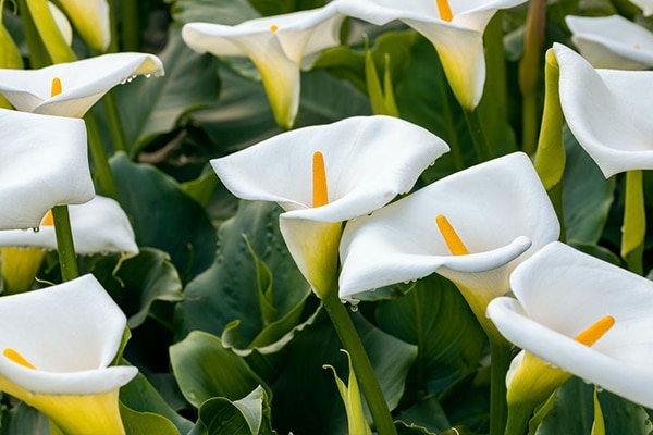 vente Arum blanc maroc