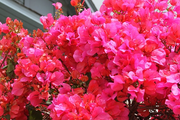 vente Bougainvillea color varieties Maroc