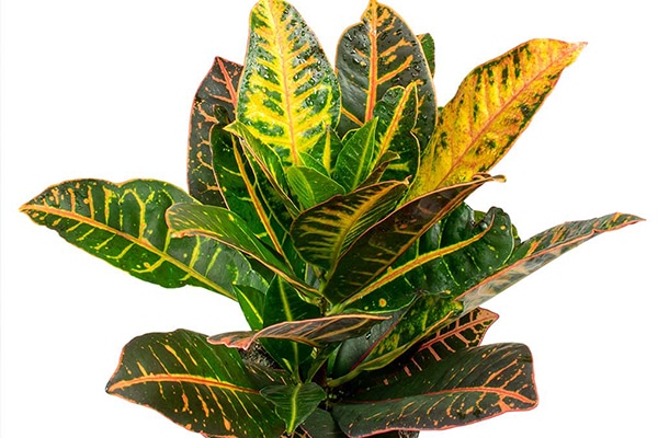 vente Codiaeum petra Maroc
