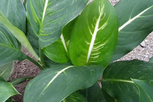 vente Dieffenbachia green magic maroc