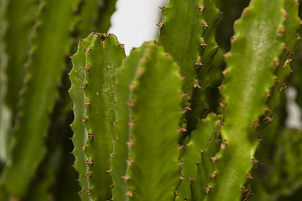 vente Euphorbia Acrurensis maroc