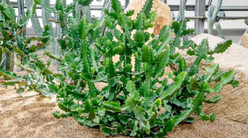 vente Euphorbia lactea au maroc