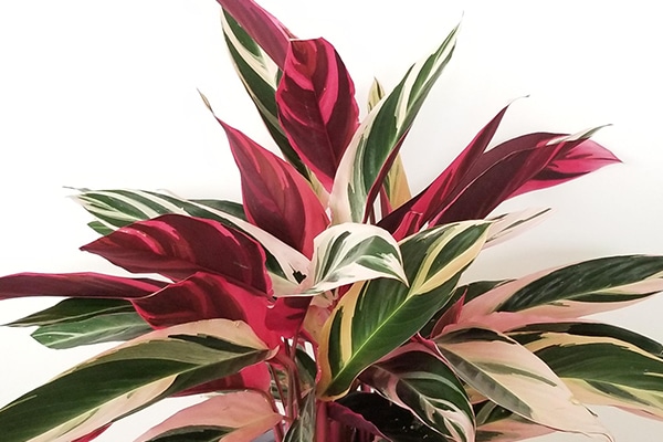 vente Stromanthe sanguinea triostar Maroc